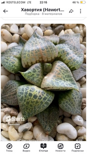 Хавортия (Haworthia)