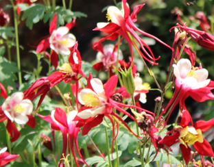 Аквилегия многолетняя выращивание в саду