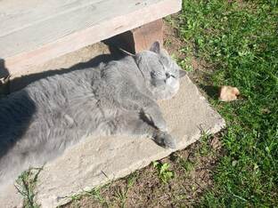 Мои питомцы. 