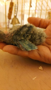 Про моих попугаев 🦜👍