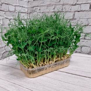 Огород на подоконнике