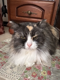 Давайте знакомиться с Муркой