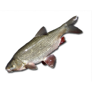 Язь: тайны, повадки и жизнь в реках