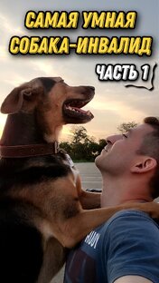 САМАЯ УМНАЯ СОБАКА-ИНВАЛИД