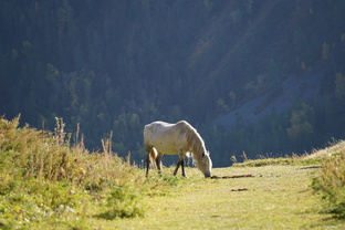Алтай