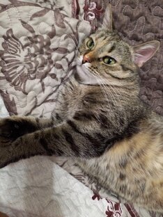 Котонящество 