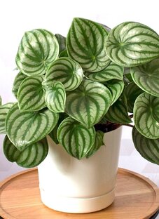 Все про зелёных друзей