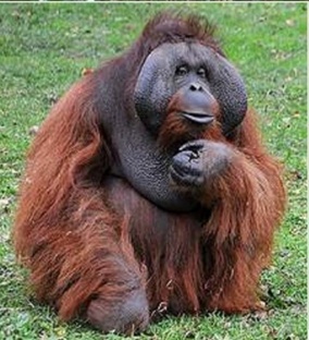 Острова Зазеркалья