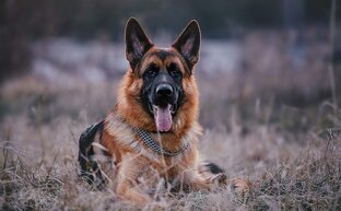 Немецкий овчарка 🐕‍🦺