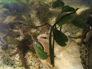 Укоренение растений в аквариуме.