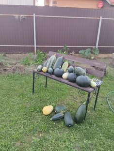 Смешной огород и зелёный дом