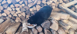 Коты и собаки = дружба?