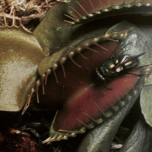 Через тернии в падь