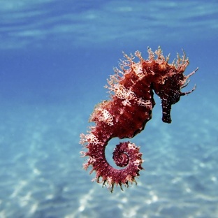 Морской конёк: тайны самого странного обитателя океана