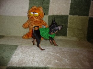 Котопёсы