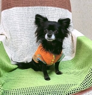 Вяжем нашим питомцам