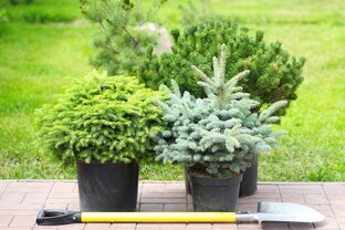 Обзоры питомников