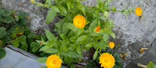 Лекарственные травы 🌿