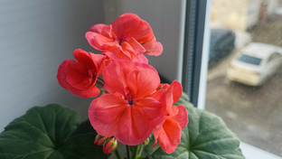 Цветение 2026