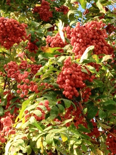 История из жизни