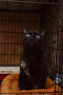 Котики ищут дом