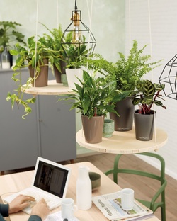 5 фаворитов растений для Home office