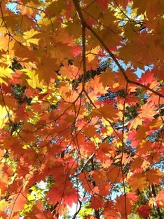 Волшебные краски приморской осени