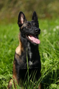 Winner Hund Bastilia ♀