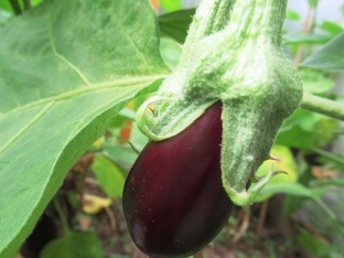 Баклажаны от посева до урожая