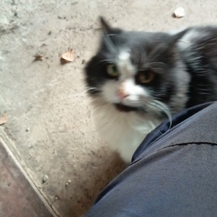 О прививке любви к животным