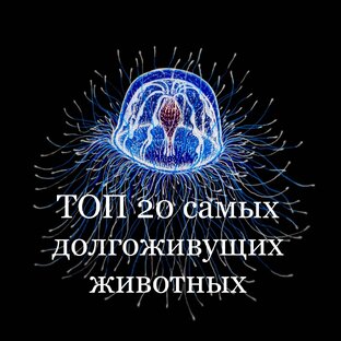 ТОП 20 самых долгоживущих животных в мире