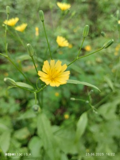 Цветы на кухне. 