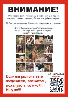 #где_мои_собаки