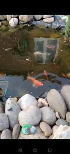 Наш прудик. 