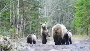 Многодетная медвежья семья