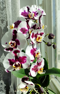 Мои любимые Орхидеи и Цветы
