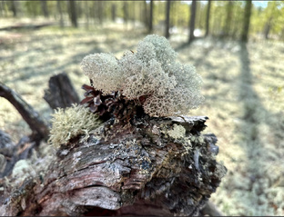 Ноябрьск. Природа Севера.