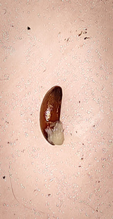 Посевы семян 2025