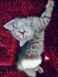 Маленький Сержулька