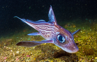 Удивительные рыбы и морские существа