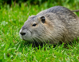 Кормление нутрий