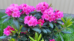 Многолетники