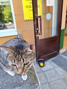 13 котов и собака