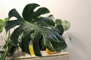 Совместная закупка | Новые растения