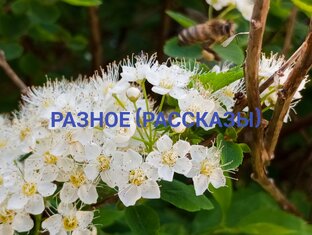 Разное (рассказы)