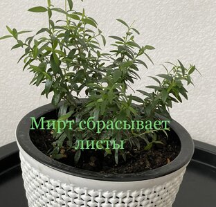Мирт