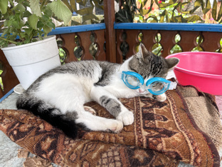 Смешные ролики