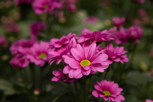 Выращивание хризантемы в теплице