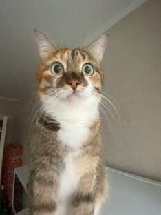 💚кошка Мася 💚