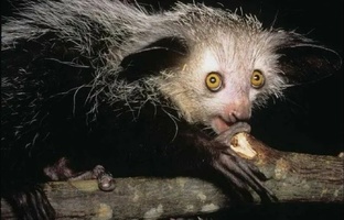 Рубрика: " Животные по алфавиту".